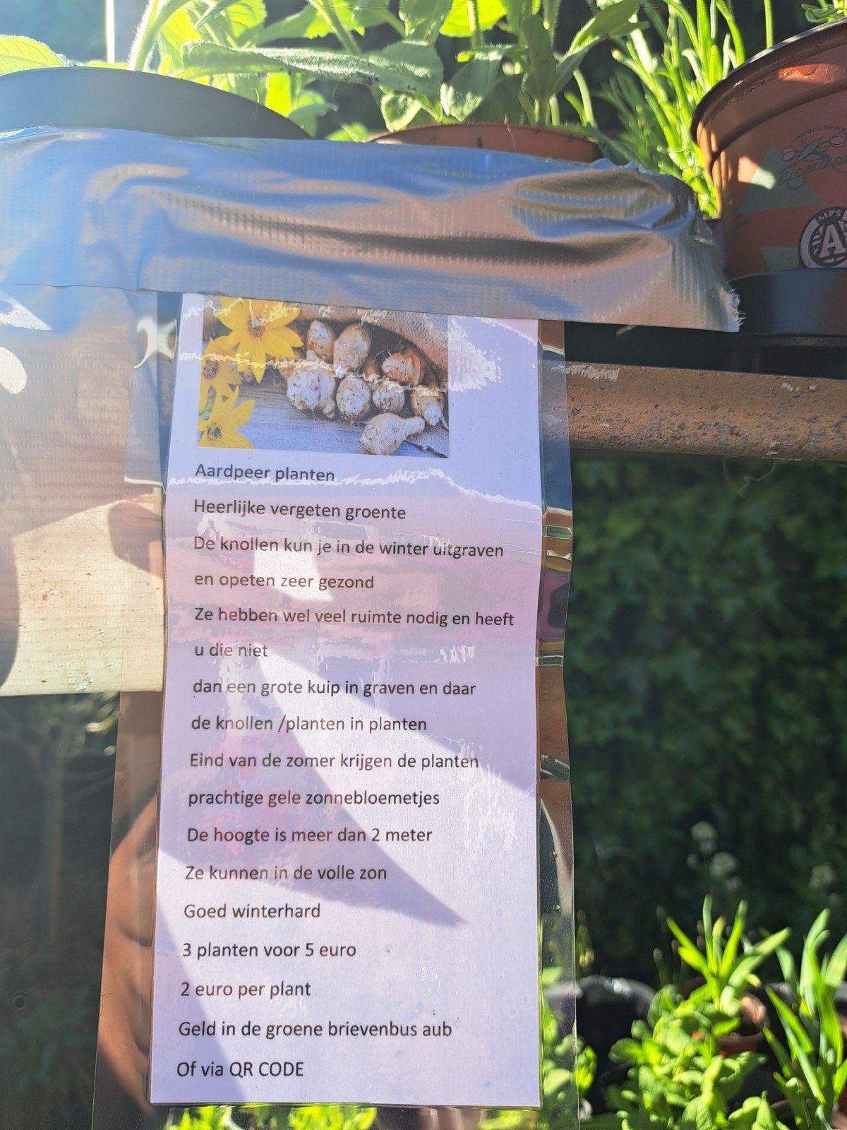 Heerlijke Aardpeer  /plantjes, Tuin en Terras, Ophalen, Eenjarig, Overige soorten, Volle zon