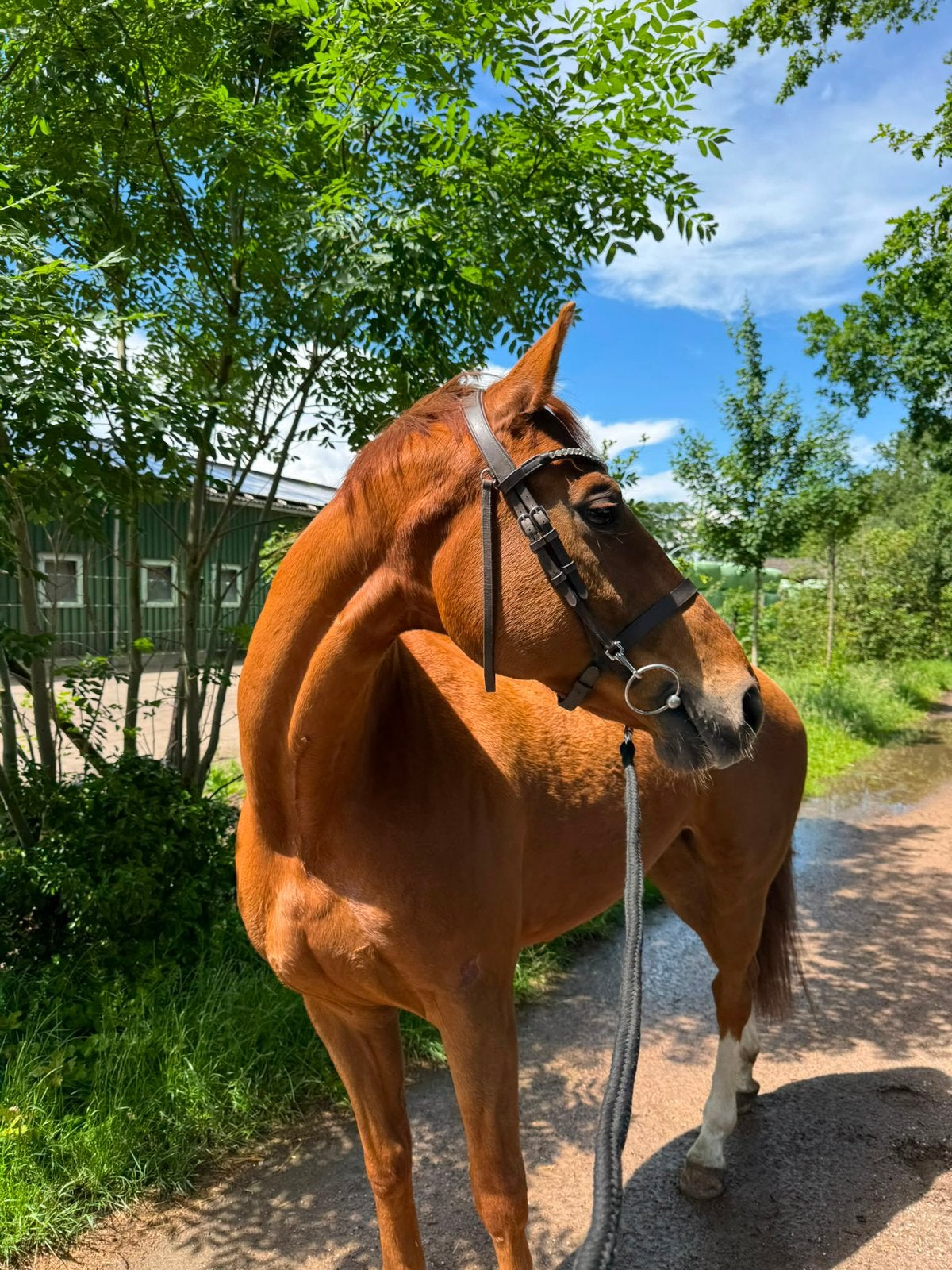 8 jarige fijn te rijden Hannoveraner ruin, Dieren en Toebehoren, Paarden, Met stamboom, Ruin, L, 7 tot 10 jaar