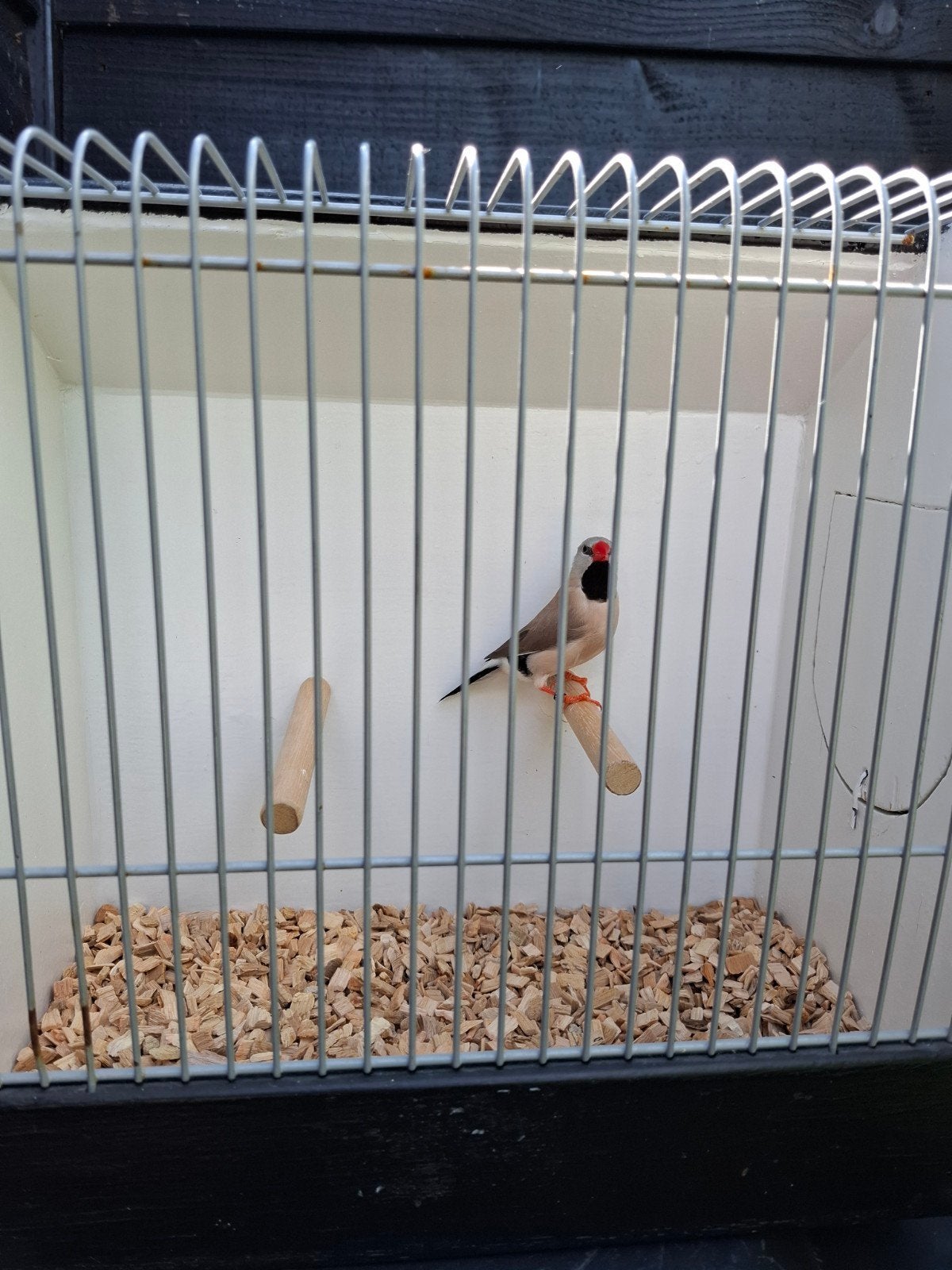 Spitsstaartamadine, Dieren en Toebehoren, Mannelijk, Tropenvogel, Geringd
