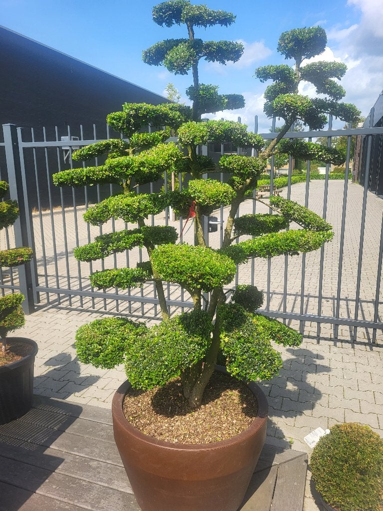 Ilex crenat."Kin Me Bonsai"maat 175-200, In pot, Halfschaduw, Lente, 100 tot 250 cm