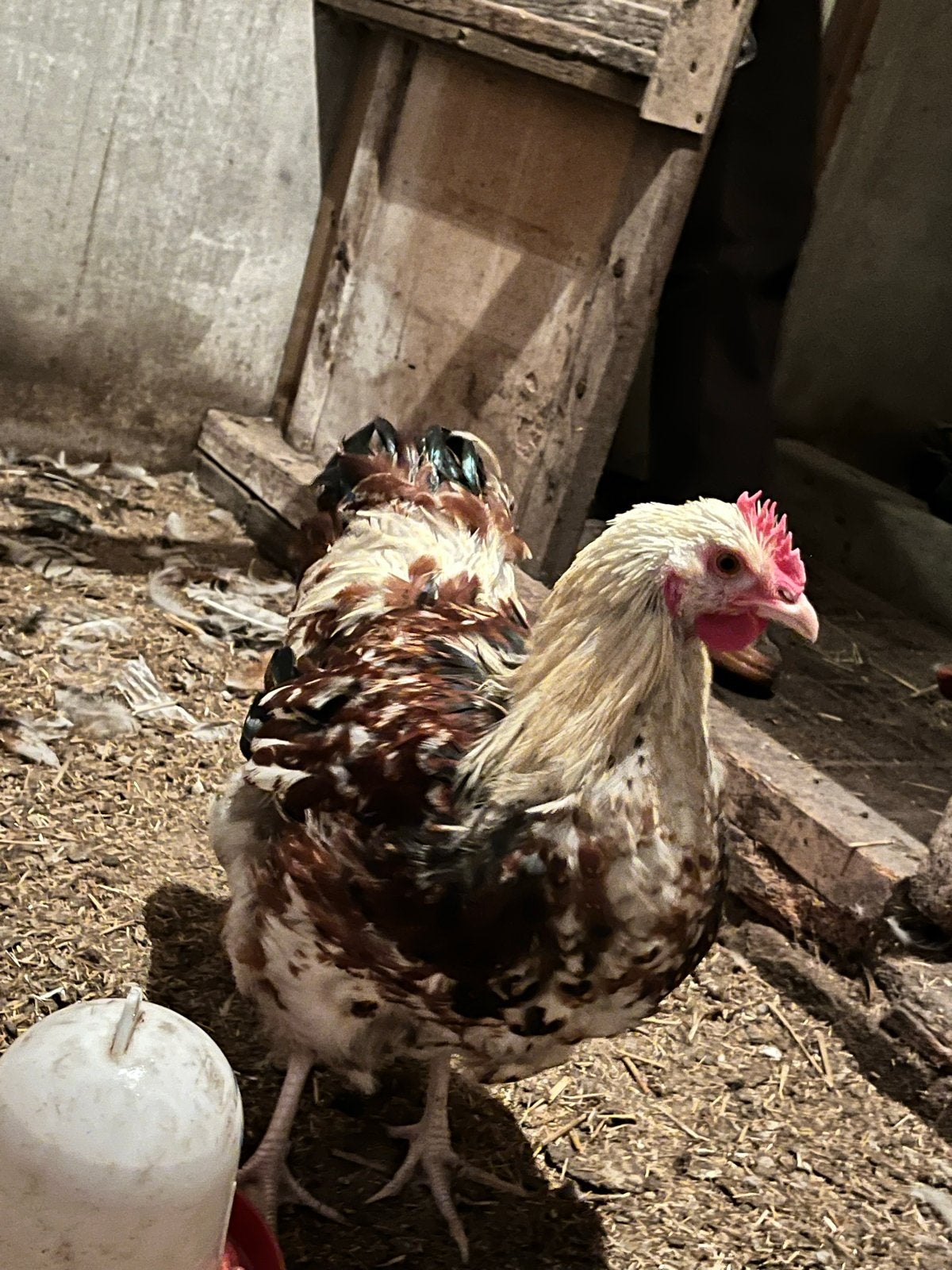 Mooie orpington haan, Dieren en Toebehoren