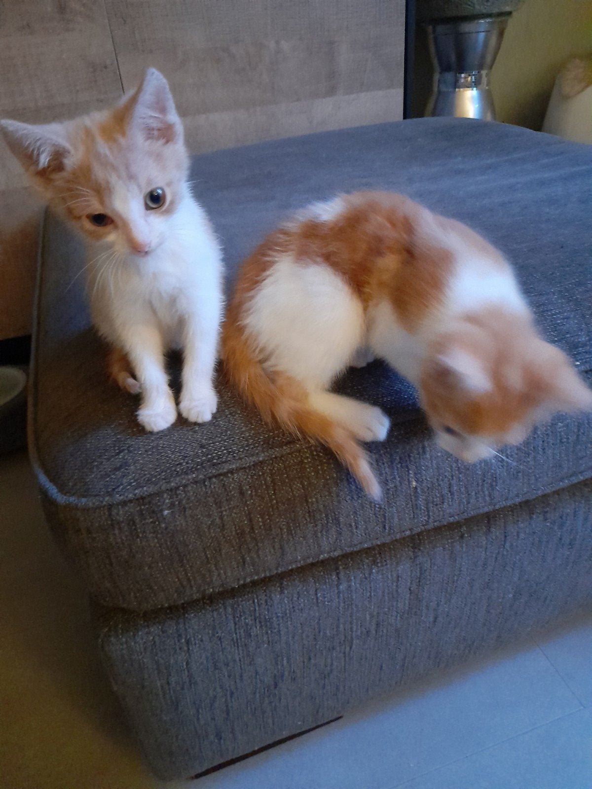 Nog 2 kittens tekoop