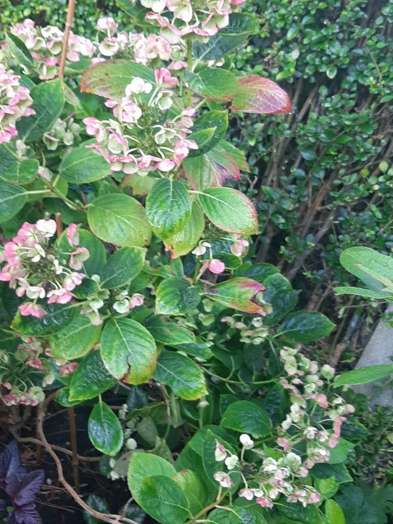Plant, Tuin en Terras, Vaste plant, Halfschaduw, Zomer, Ophalen