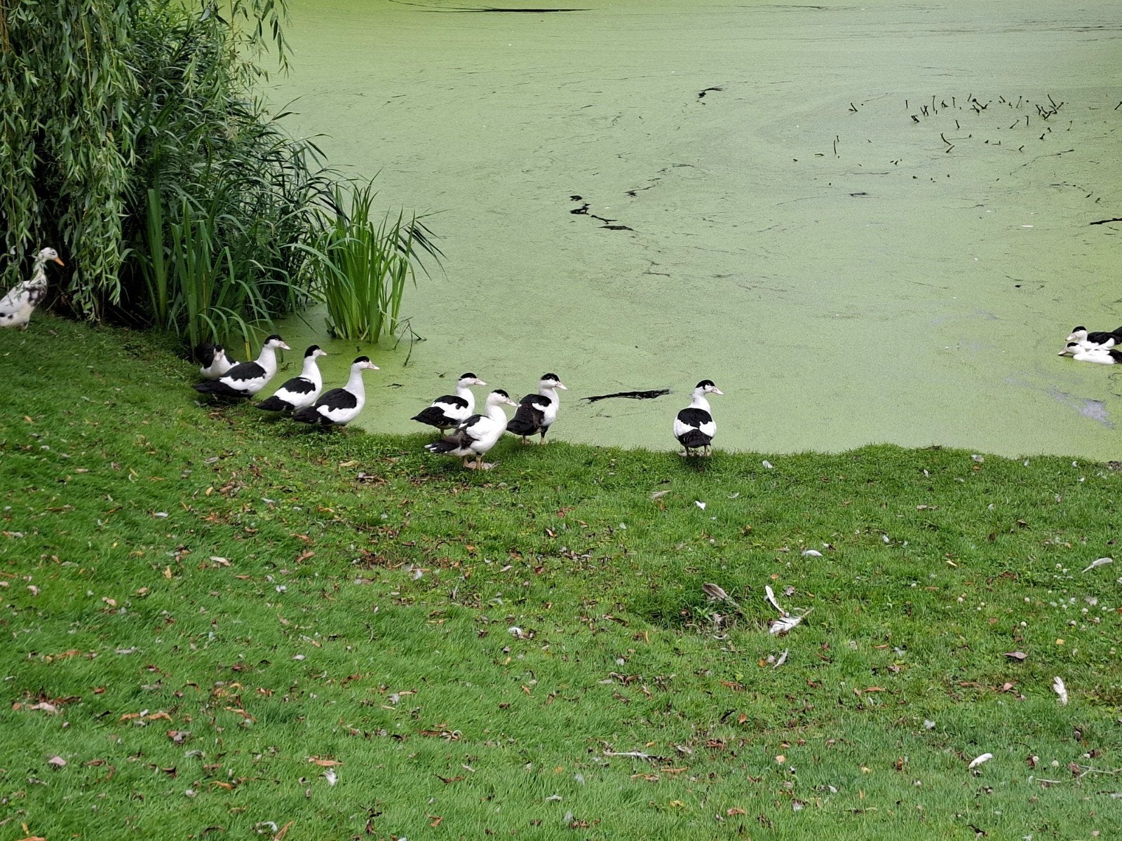 Kaapse eenden, Dieren en Toebehoren, Pluimvee, Meerdere dieren, Eend