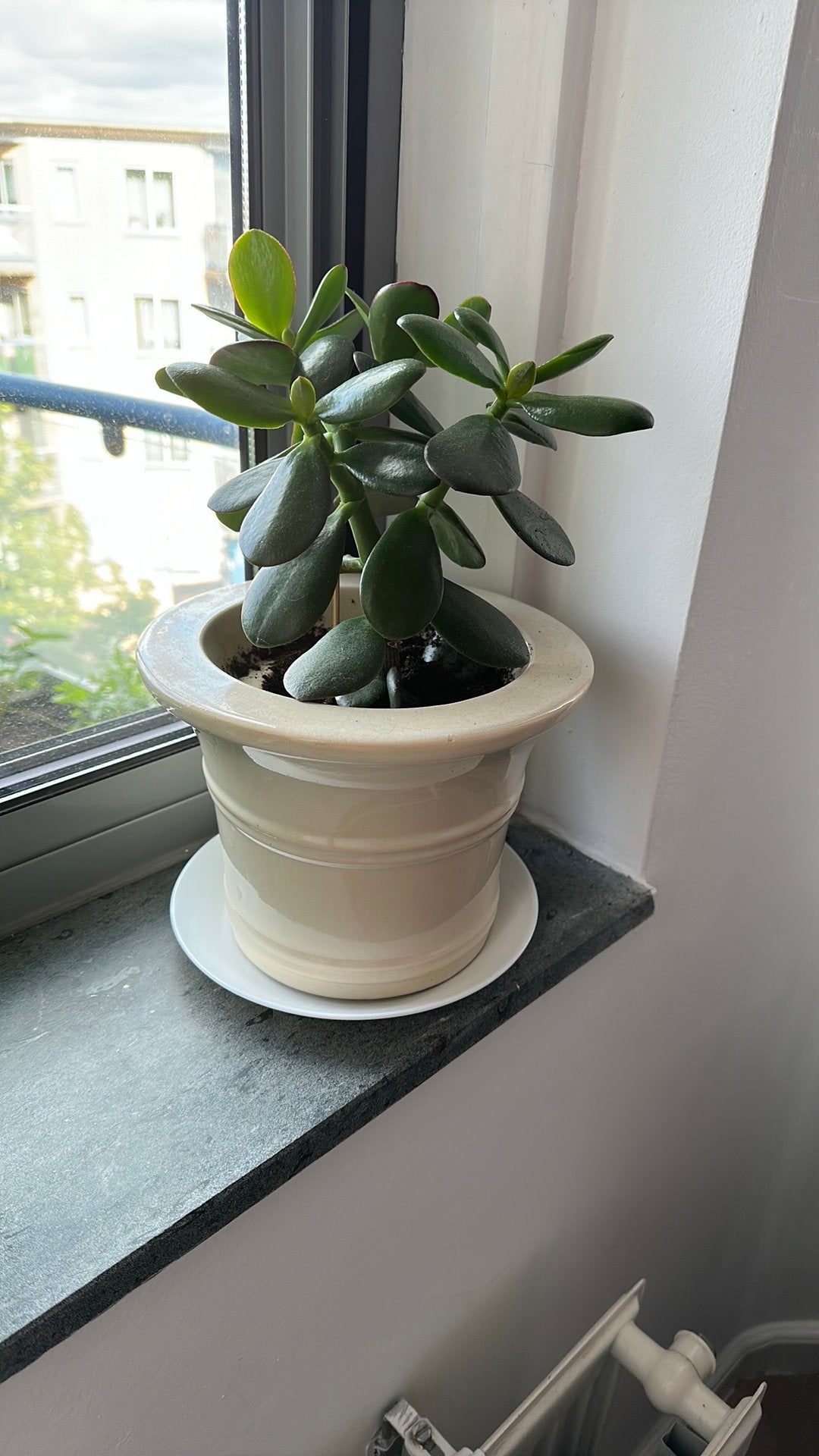 Kamerplant, In pot, Minder dan 100 cm, Groene kamerplant, Halfschaduw