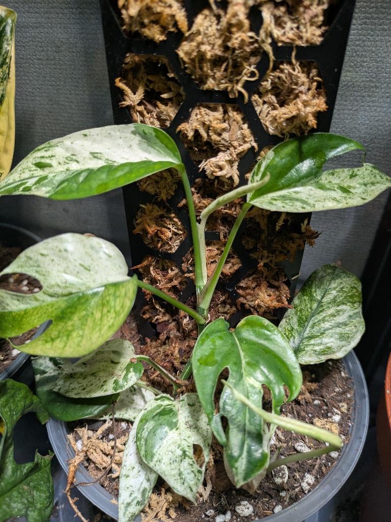 Epipremnum Pinnatum Marble variegata stek, Ophalen of Verzenden, Halfschaduw, Minder dan 100 cm