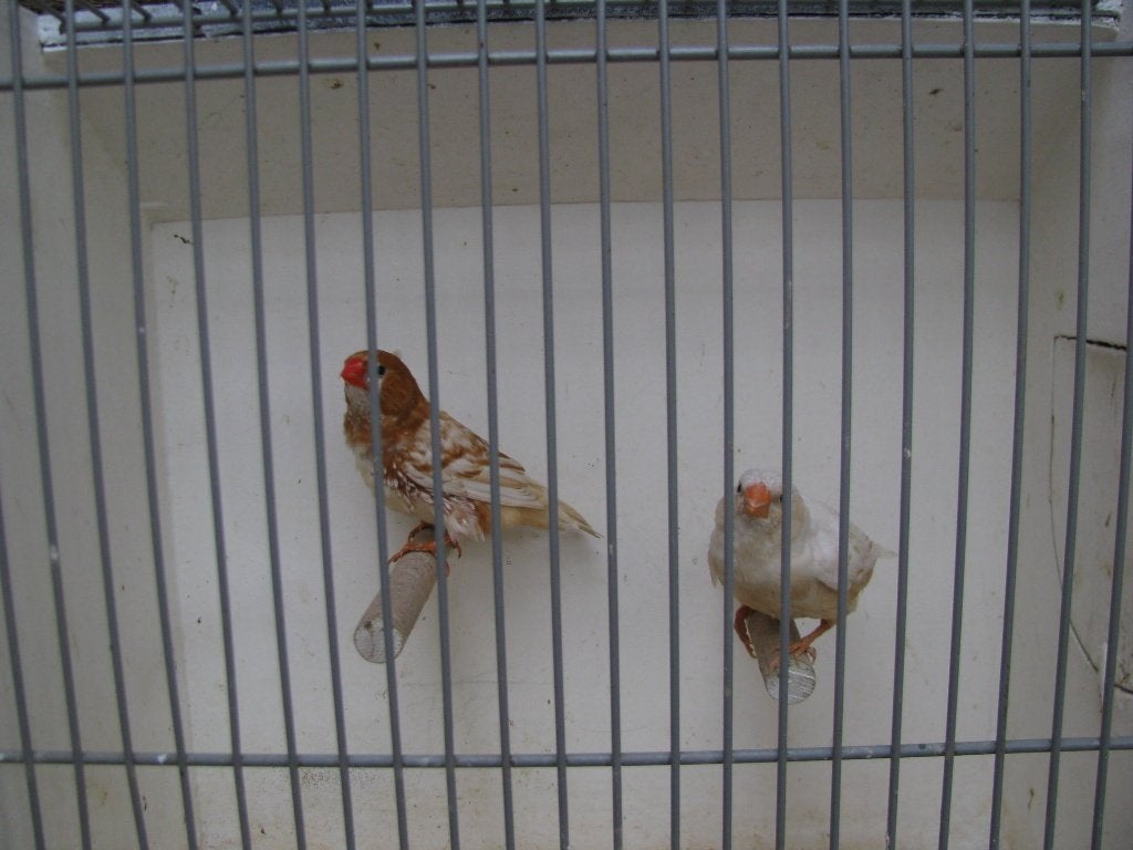koppel oranjeborst zwartborst isabel bruin zebravinken, Dieren en Toebehoren, Vogels | Overige Vogels, Meerdere dieren