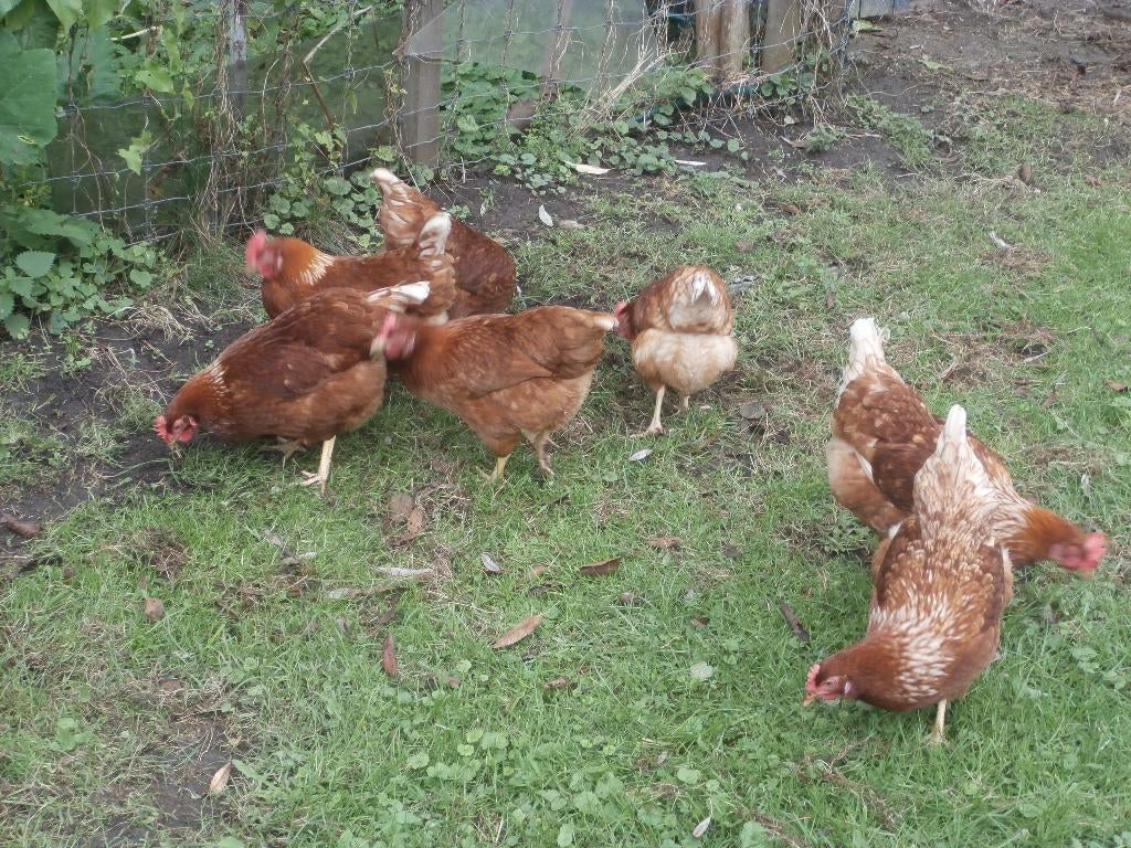 Bruine Legkippen, Dieren en Toebehoren, Pluimvee, Meerdere dieren, Kip