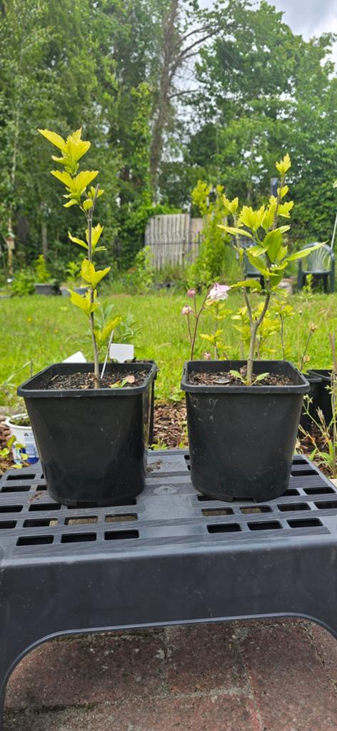 Goed gewortelde Hibiscus planten - Roze/Witte bloemen, Tuin en Terras, Overige soorten, Volle zon, Vaste plant, Ophalen of Verzenden