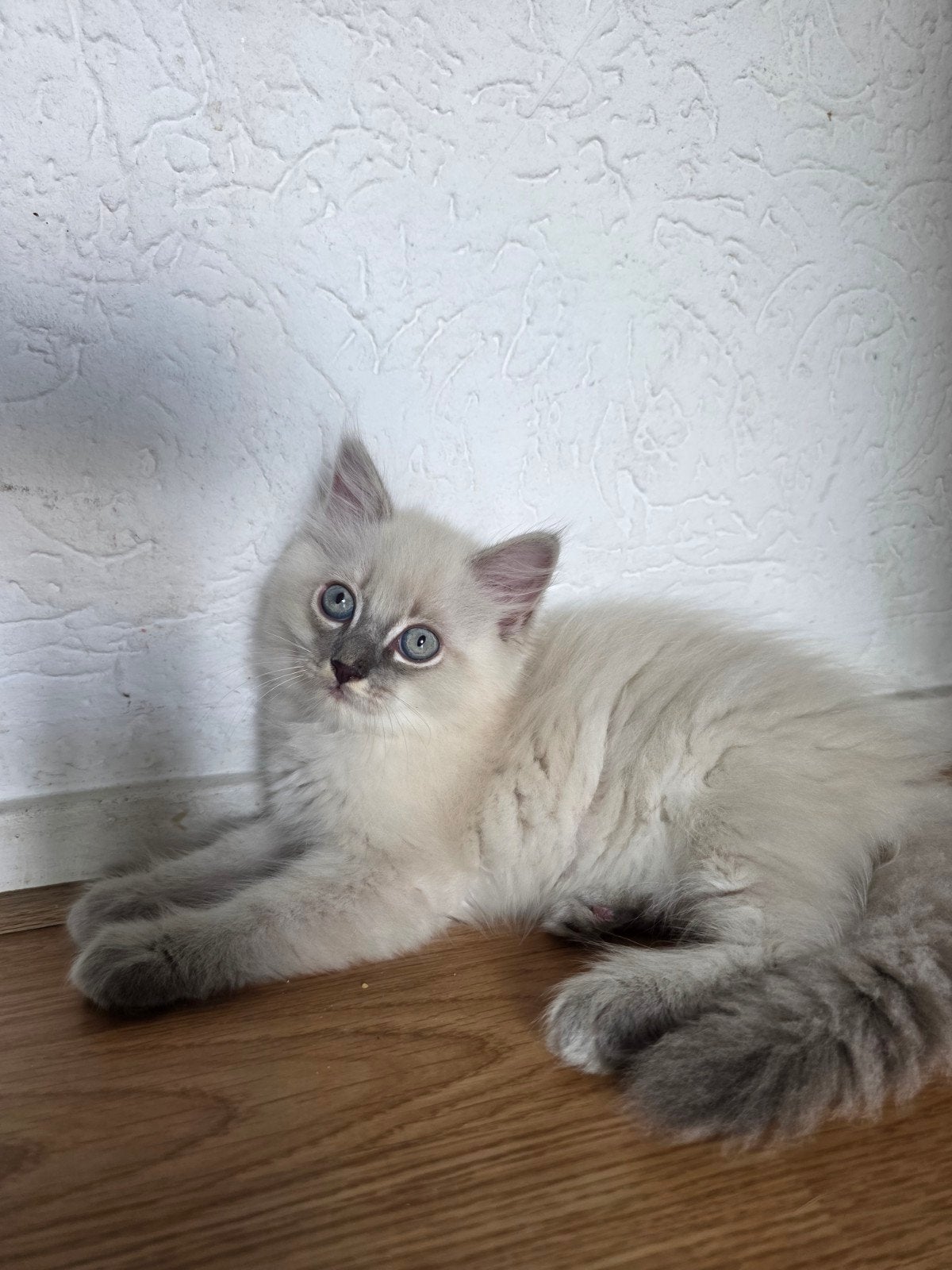 Super fluffy Ragdoll kittens, Dieren en Toebehoren, Katten en Kittens | Raskatten | Langhaar, Poes, Ontwormd, 0 tot 2 jaar