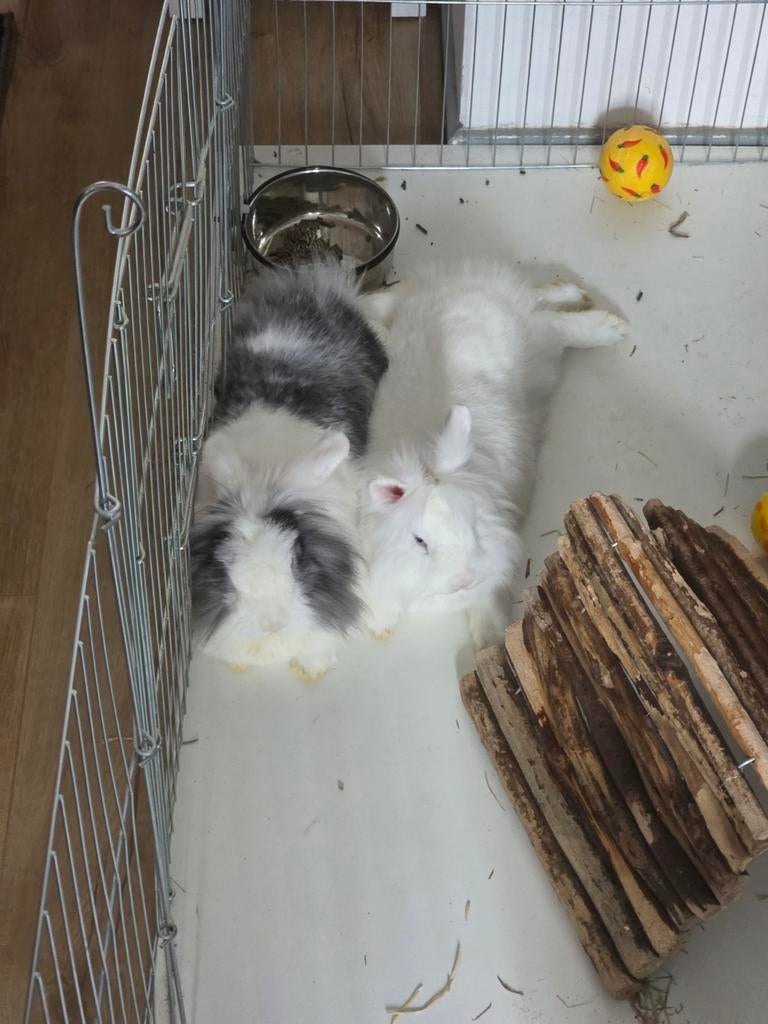 Twee lieve binnenkonijnen + hok en ren (nog beschikbaar), Dieren en Toebehoren, Konijnen, Meerdere dieren, Middelgroot, 0 tot 2 jaar
