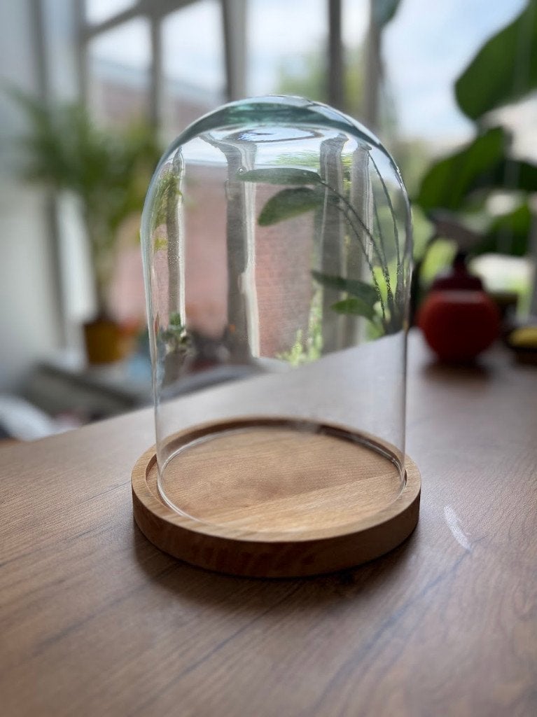 Glazen stolp op houten voet – H24 cm x Ø17,5 cm, Huis en Inrichting, Woonaccessoires | Stolpen, Ophalen, Zo goed als nieuw, Met plateau