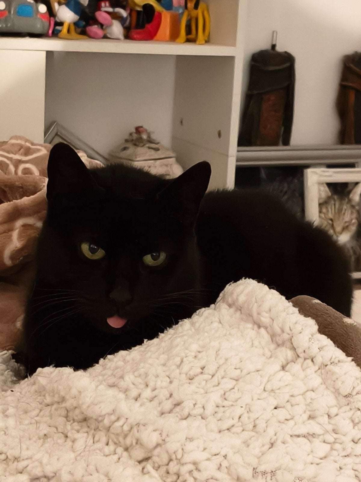 Masha, een mooie black lady van 5 jaar, Poes, Kortharig, 3 tot 5 jaar