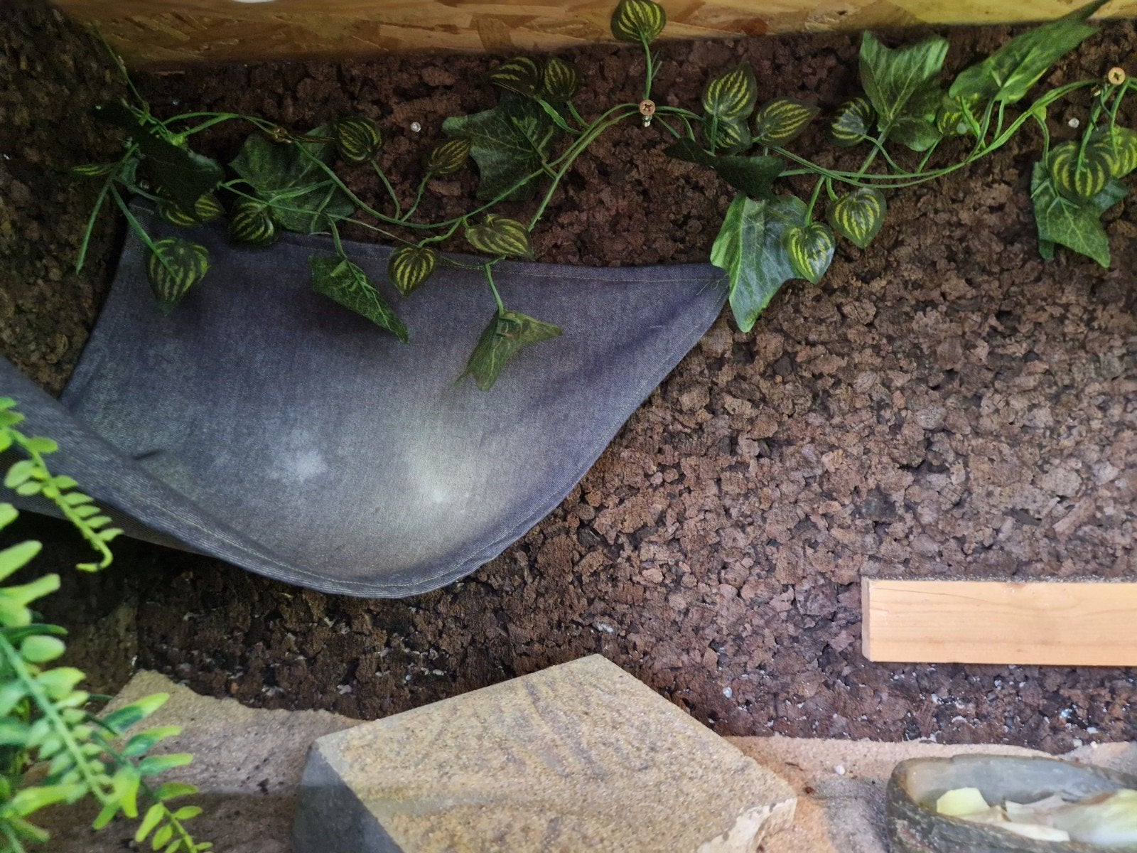 Baardagaam met terrarium en toebehoren Bearded Dragon photo 4