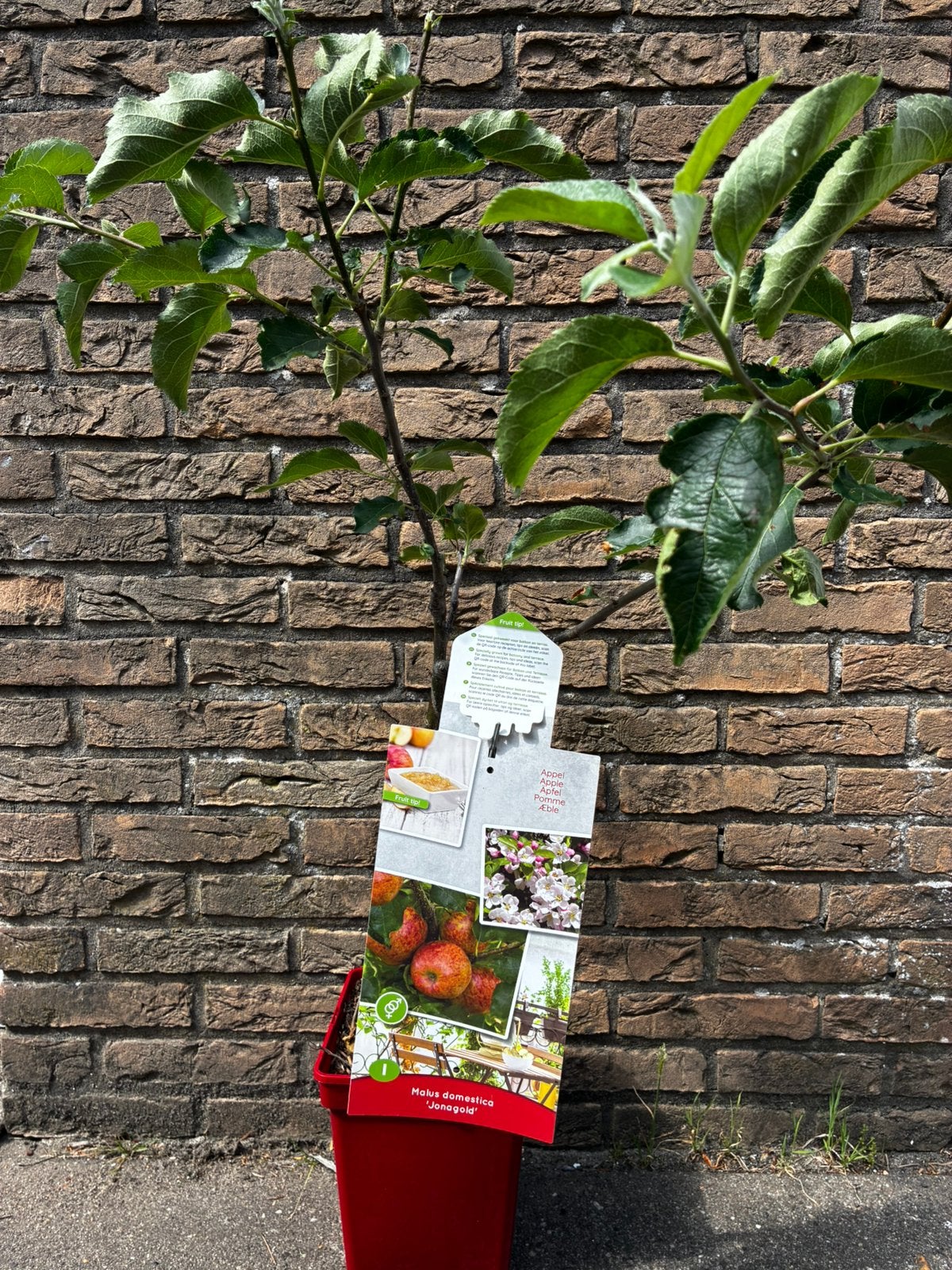 Malus domestica (jonagold) appelboom, Ophalen, Vaste plant, Fruitplanten, Volle zon