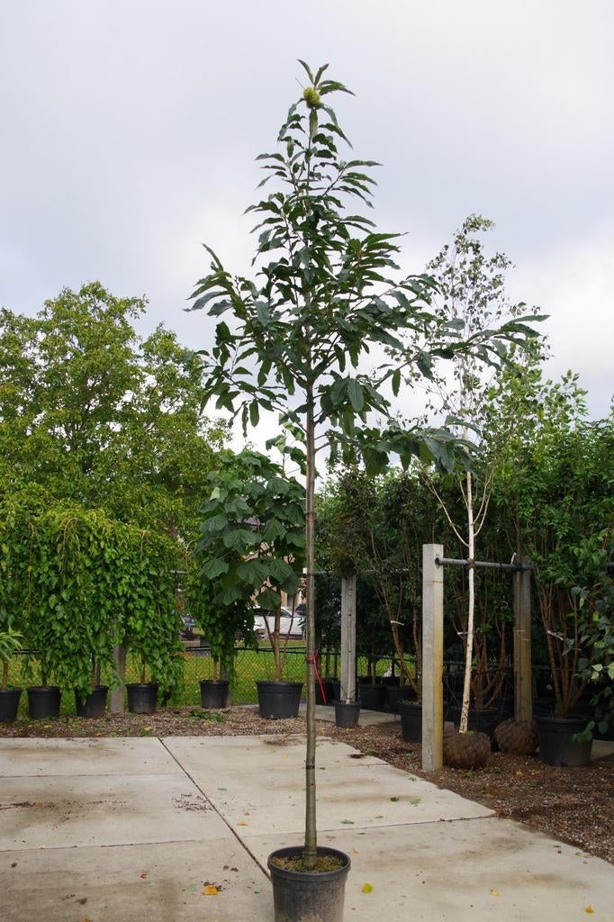tamme kastanje castanea sativa eetbare vruchten, Overige soorten, Zomer, Ophalen, Volle zon