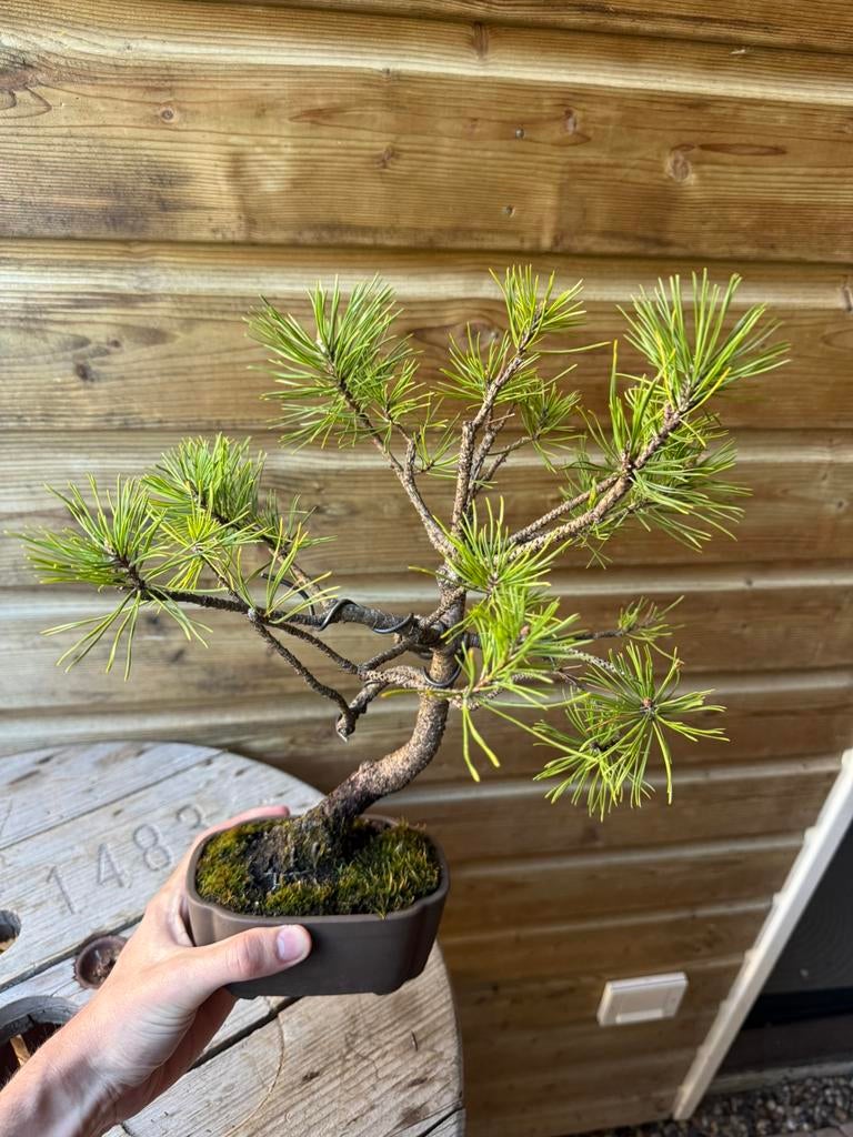 Pinhs sylvestris bonsai den, Bloeit niet, Halfschaduw, Minder dan 100 cm, Overige soorten