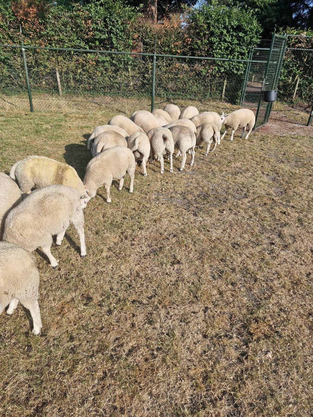 Texelaar schapen, Dieren en Toebehoren, Meerdere dieren, Schaap, 0 tot 2 jaar