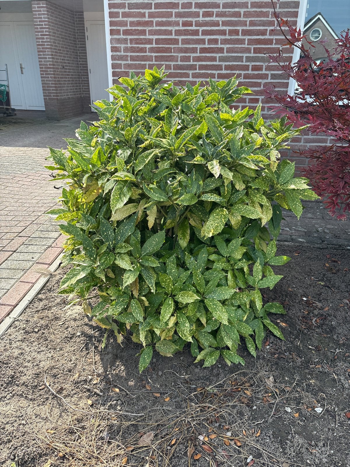Aucuba Japonica struik - Japanse laurier, Ophalen of Verzenden, Overige soorten, Struik, 100 tot 250 cm