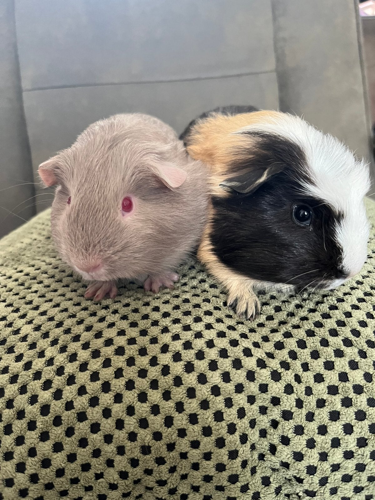 2 Prachtige jonge cavia beertjes/broertjes lilac, driekleur, Dieren en Toebehoren, Cavia, Augustus, Mannelijk, Tam