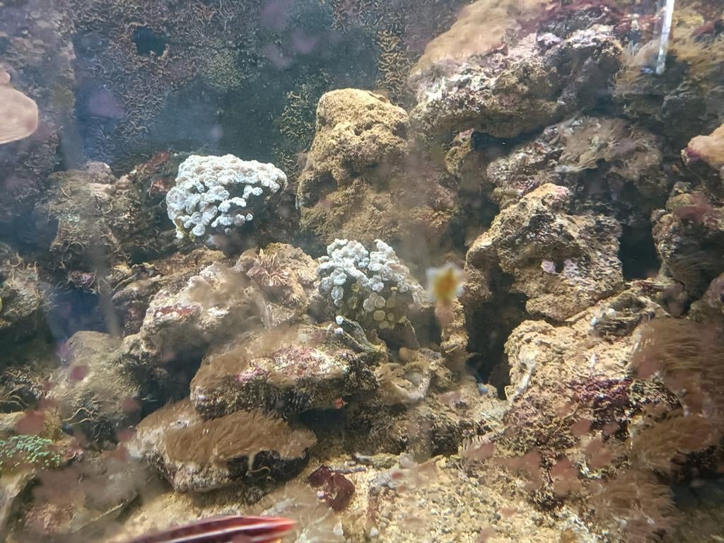 Levende Steen uit draaiend zeeaquarium, Overige typen, Zoutwatervis