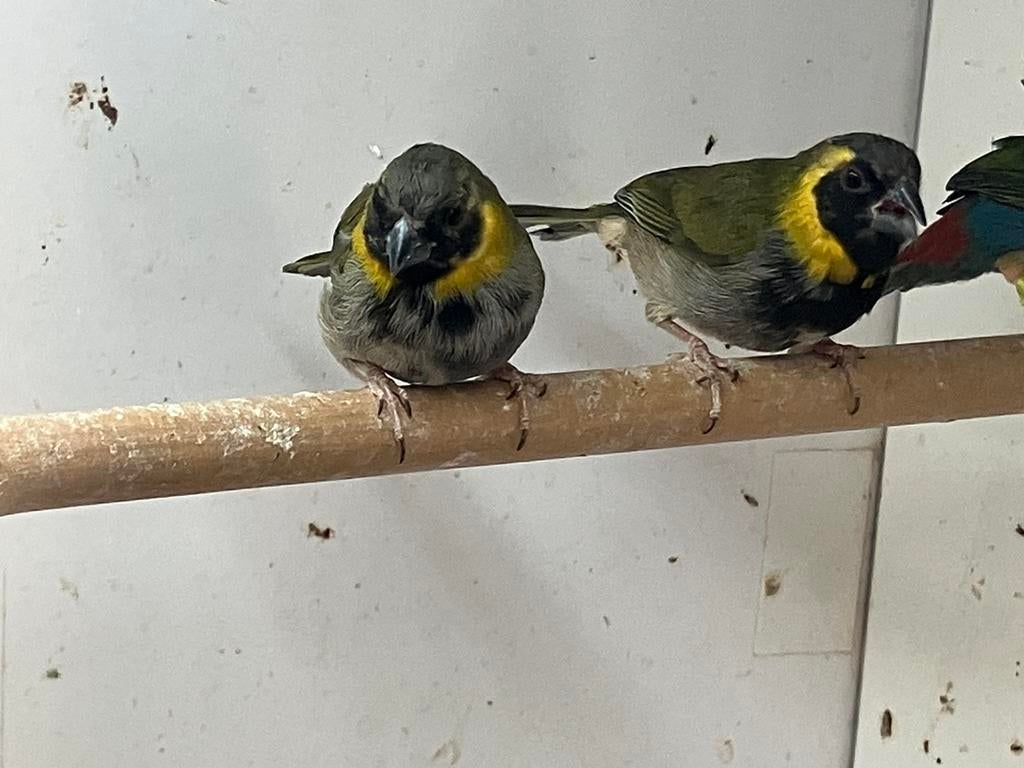 Te koop; cuba vink mannen, Meerdere dieren