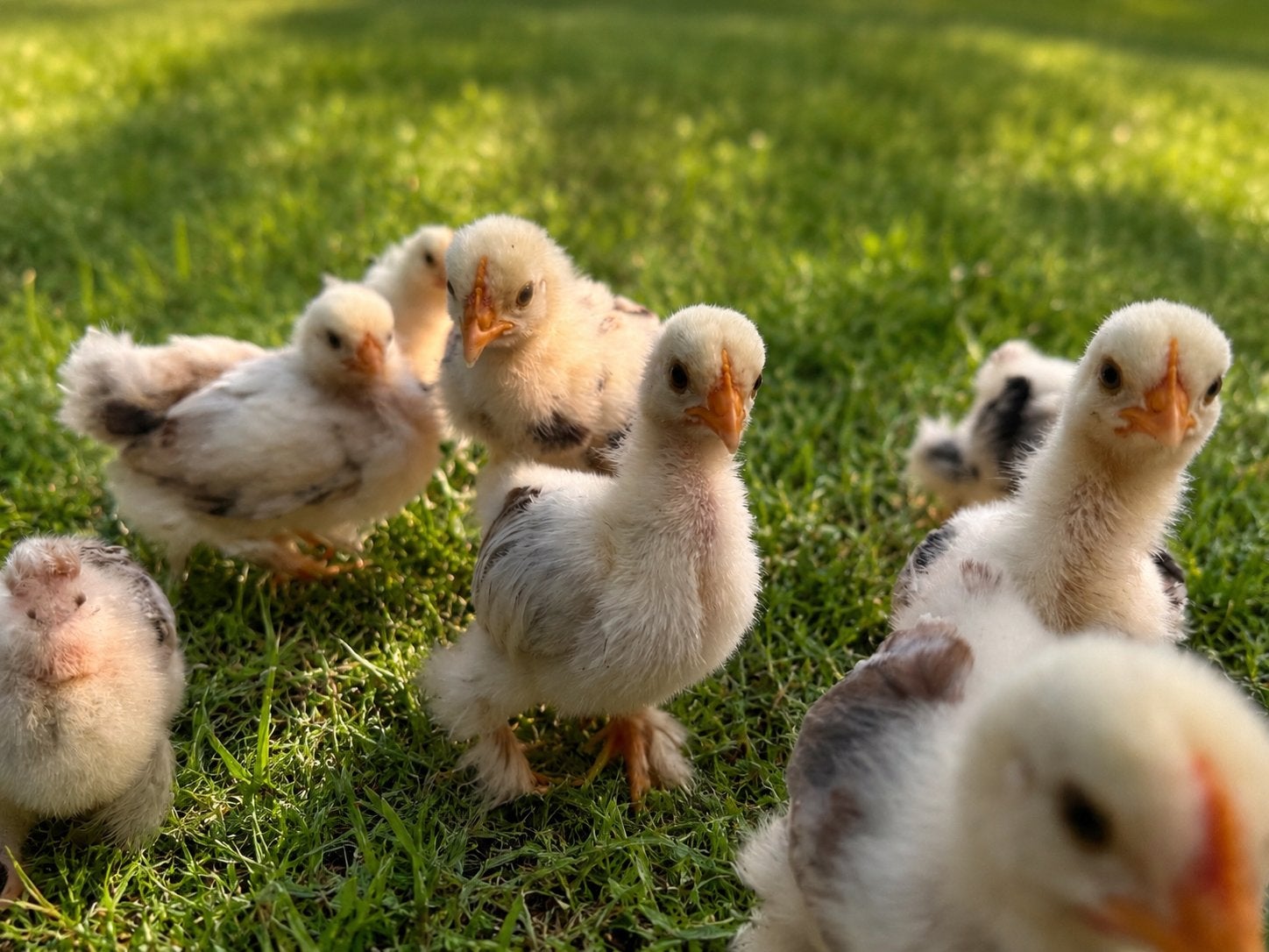 Cochin kuikens (zilvertarwe), Dieren en Toebehoren, Pluimvee, Meerdere dieren, Kip