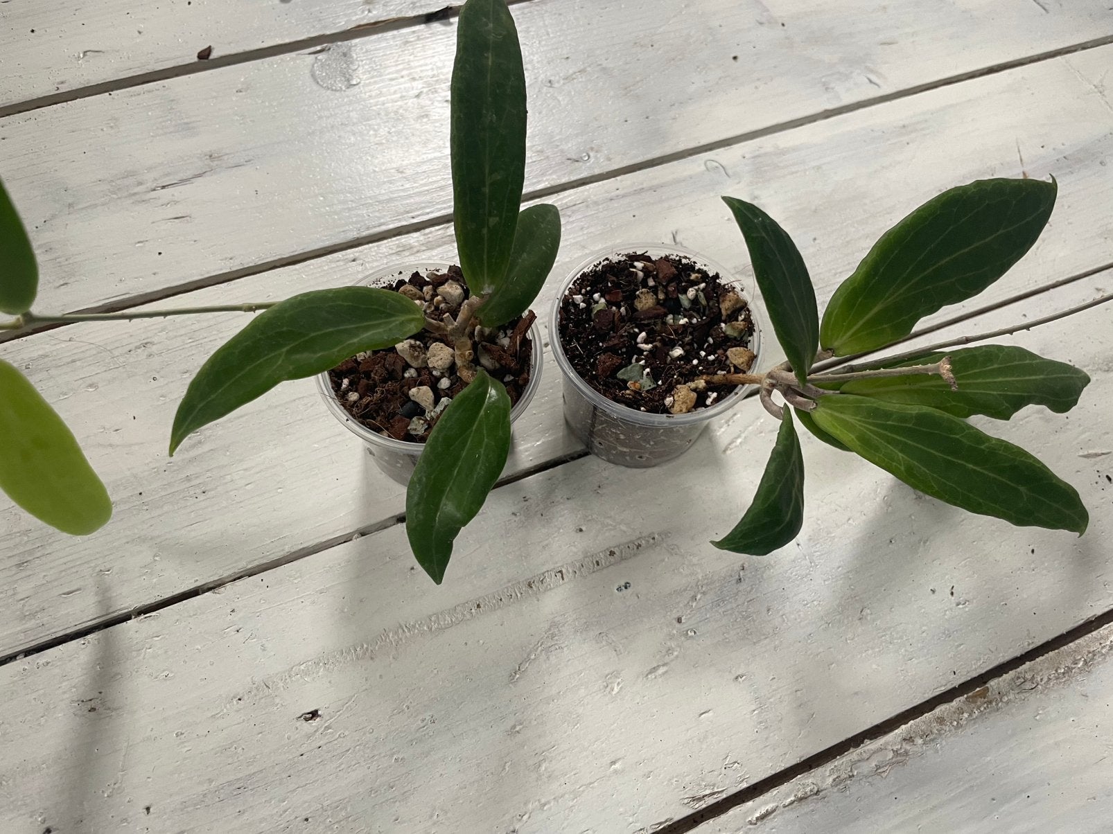 Hoya benvergarai, Ophalen of Verzenden, Halfschaduw, Minder dan 100 cm
