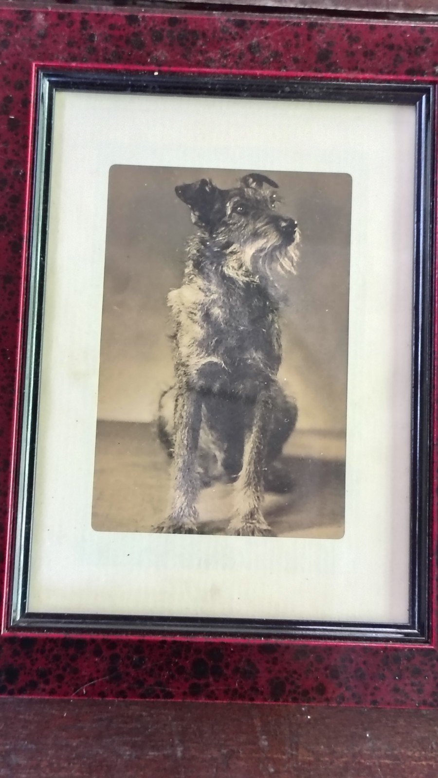 Nostalgische foto Schnauzer, Ophalen of Verzenden, Foto, Fotografie, Ingelijst