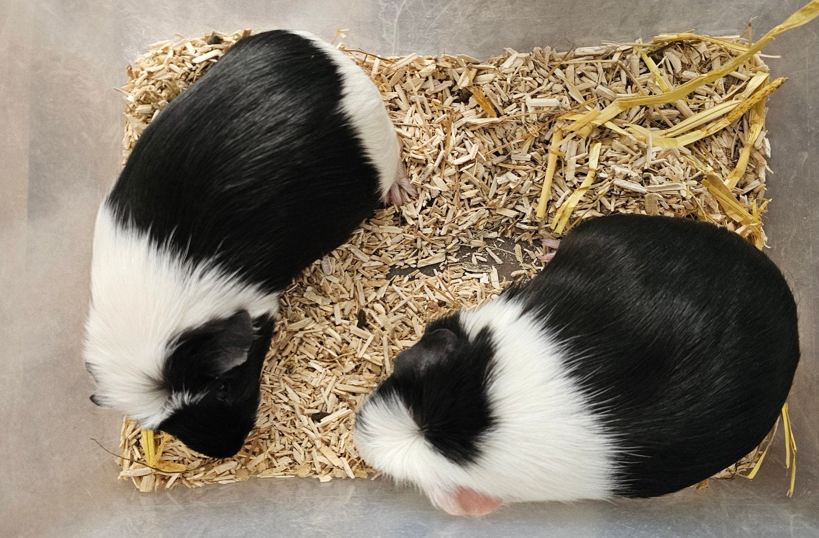 Vrouwelijke cavia's, Cavia, April, Vrouwelijk, Tam
