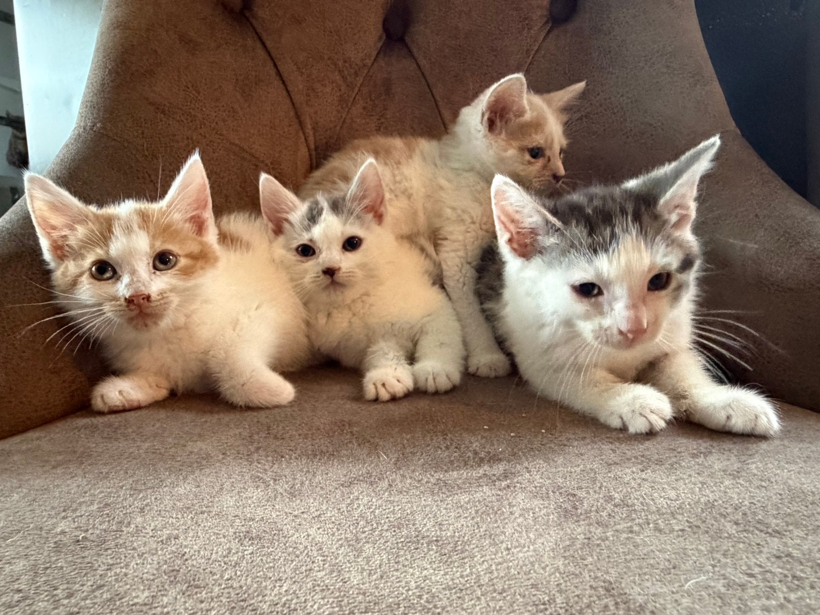 4 lieve kittens zoeken gouden mand, Dieren en Toebehoren, Meerdere dieren, Kortharig, 0 tot 2 jaar