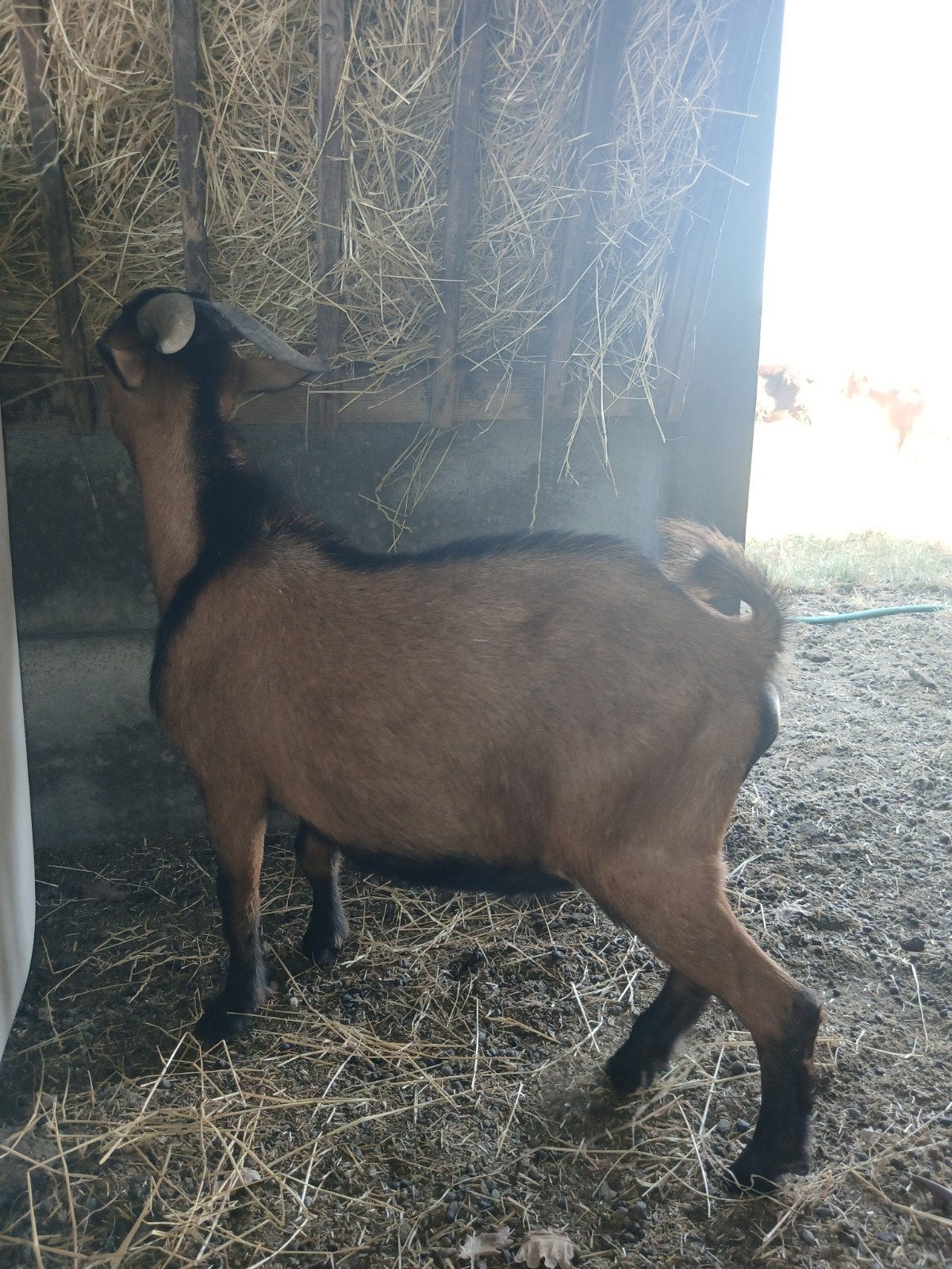 bokje te koop, Dieren en Toebehoren, Mannelijk, Geit
