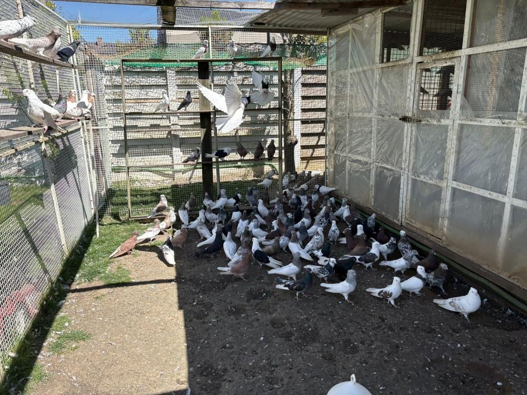 Hallo, ik heb hier iraanse duiven ( Perzische duiven) tekoop, Dieren en Toebehoren, Meerdere dieren, Postduif