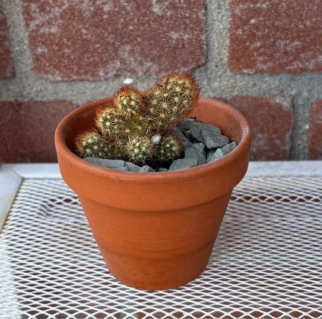 Cactus, Huis en Inrichting, Ophalen, Minder dan 100 cm, Volle zon, In pot