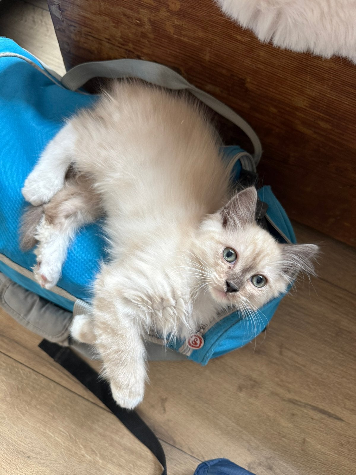 Zeer mooie lieve aanhankelijke Ragdoll kittens, Meerdere dieren, Ontwormd