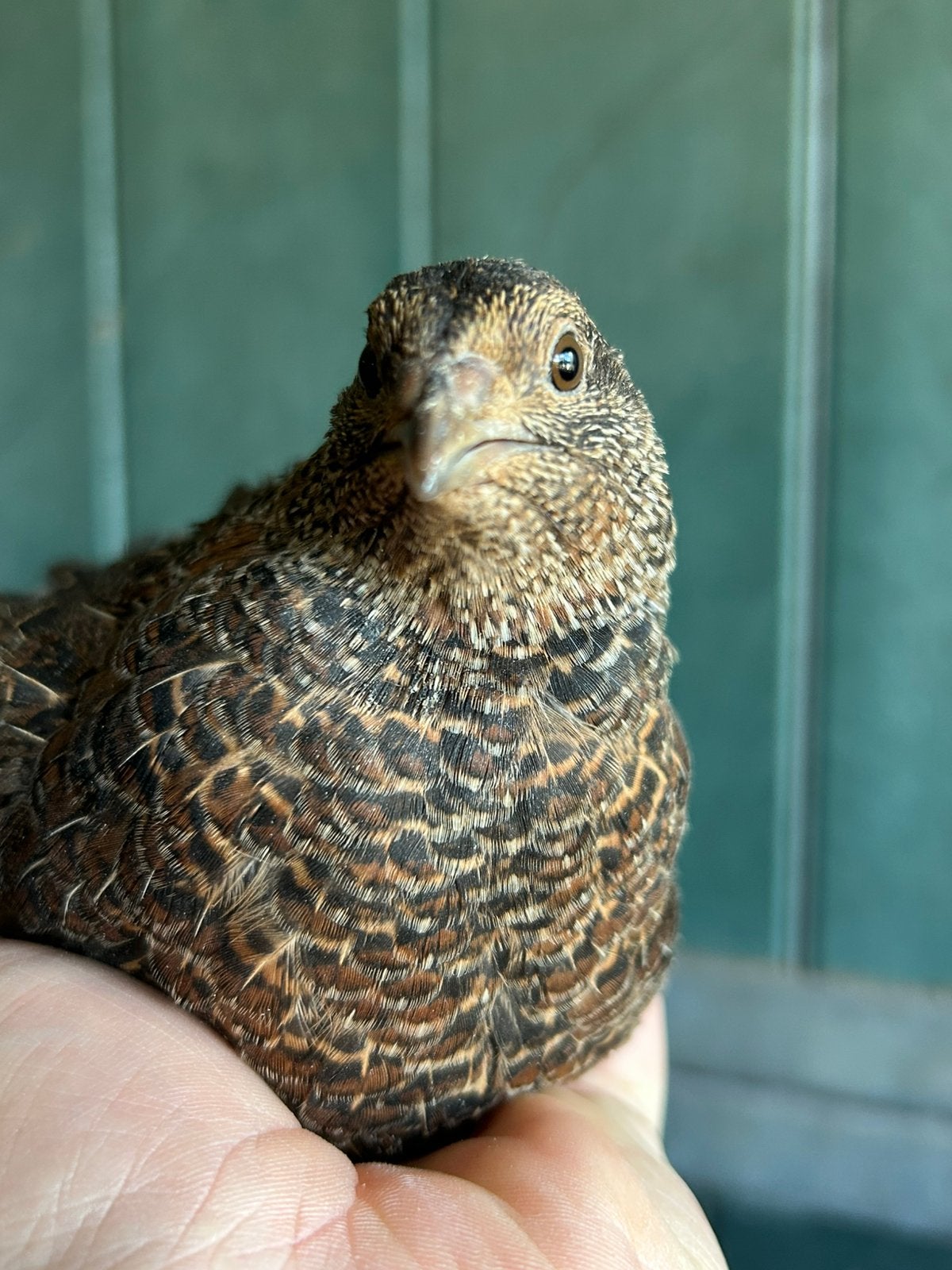 Mooi foktoom Japanse kwartels (of alleen hennen), Dieren en Toebehoren, Meerdere dieren, Overige soorten