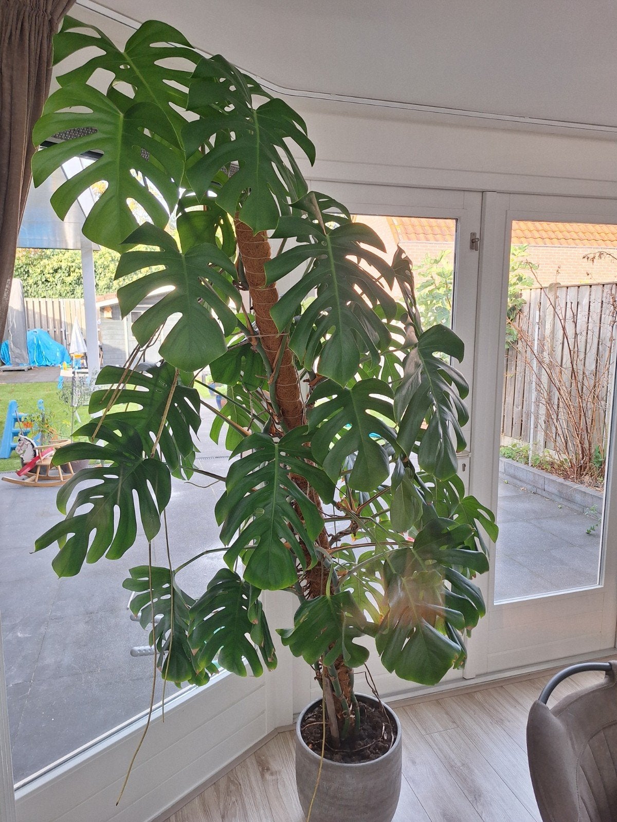 Grote Monstera Deliciosa - Kamerplant met Pot, Ophalen, 200 cm of meer, Overige soorten, Halfschaduw