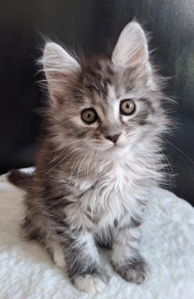 💯 % Maine Coon kitten 🐈‍⬛ Laatste vrouwtje 🩷, Poes, Ontwormd, 0 tot 2 jaar