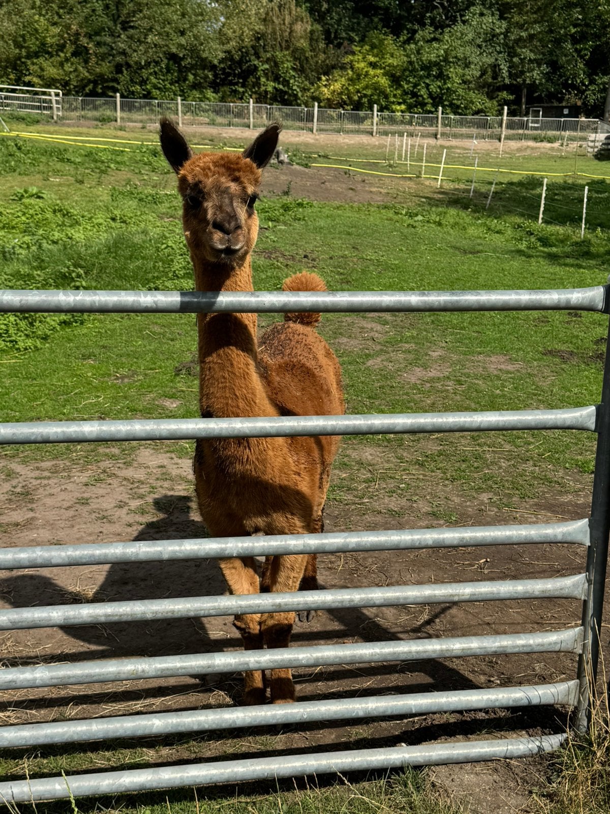 Beer, onze alpaca , zoekt een liefdevolle plek., Augustus, Mannelijk