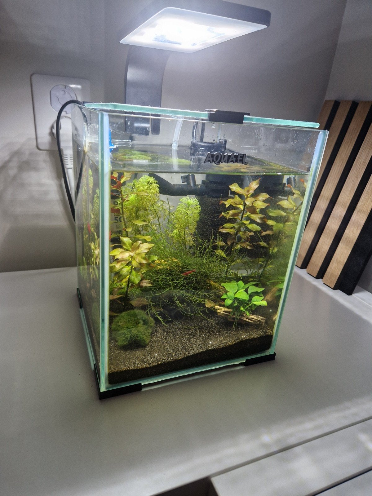 Garnalen kweekbakje, Dieren en Toebehoren, Vissen | Aquaria en Toebehoren, Ophalen, Gevuld zoetwateraquarium