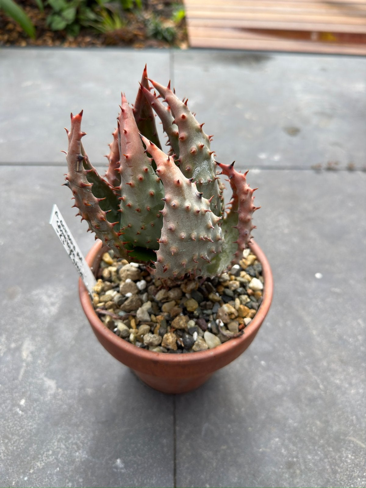 Aloe Aculeata, Ophalen of Verzenden, Overige soorten, Volle zon