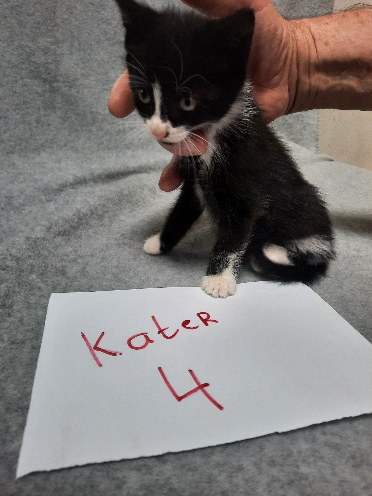 Boerderij kittens, Dieren en Toebehoren, Katten en Kittens | Overige Katten, Meerdere dieren