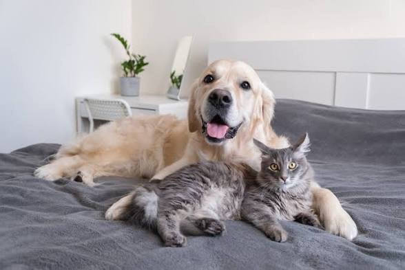 Gratis Honden of Katten oppas Zwolle, Dieren en Toebehoren, Ophalen of Verzenden