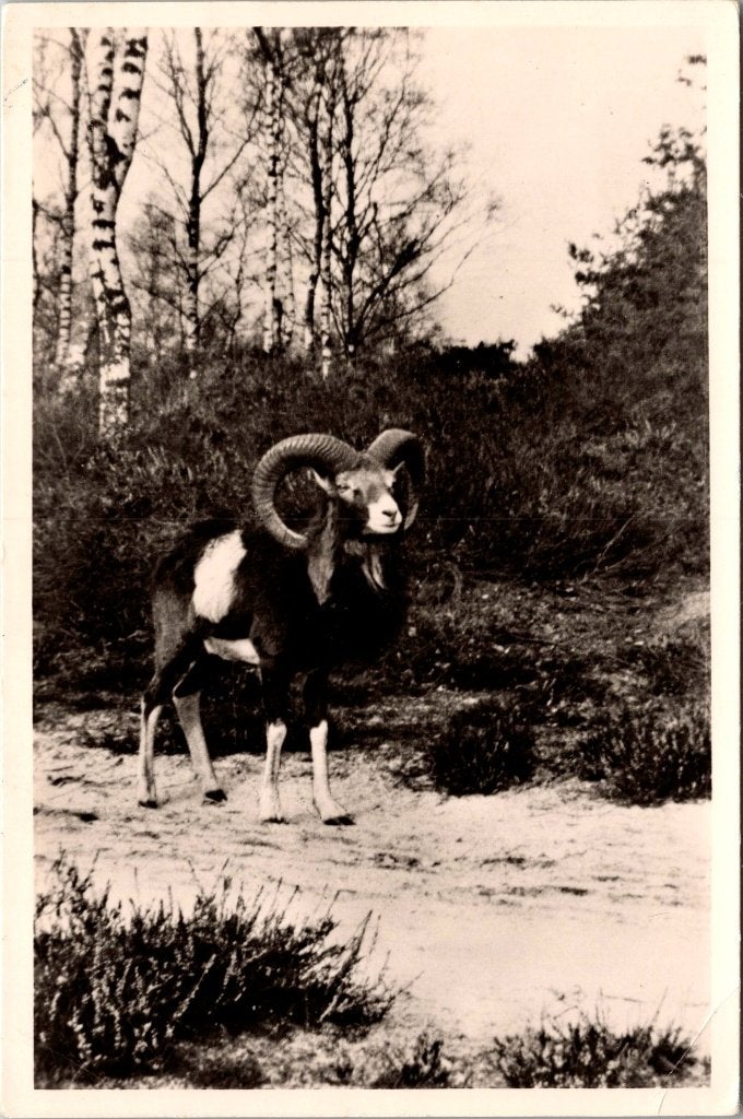 Hoenderloo - 12 oude ansichtkaarten Het Nationale Park, Verzamelen, Verzenden, 1940 tot 1960, Gelopen, Gelderland