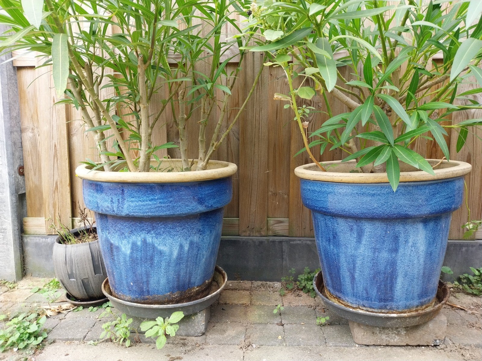 2 stuks plantenpotten inclusief. oleanders, Ophalen, Gebruikt, Rond, Overige materialen