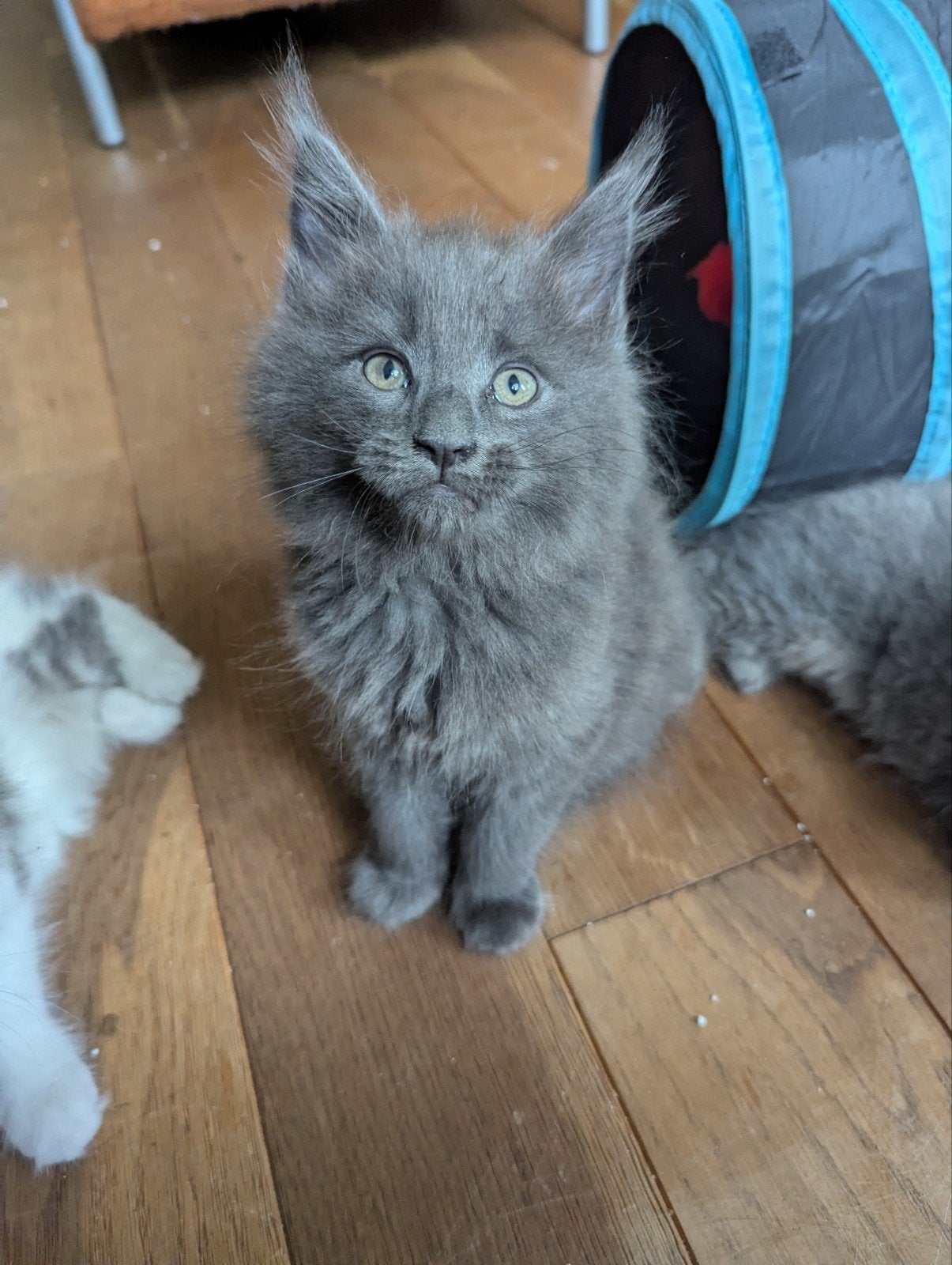 Prachtige Maine Coon Kitten – Zeldzaam Solid Blue (Effen, Kater, Langharig, 0 tot 2 jaar