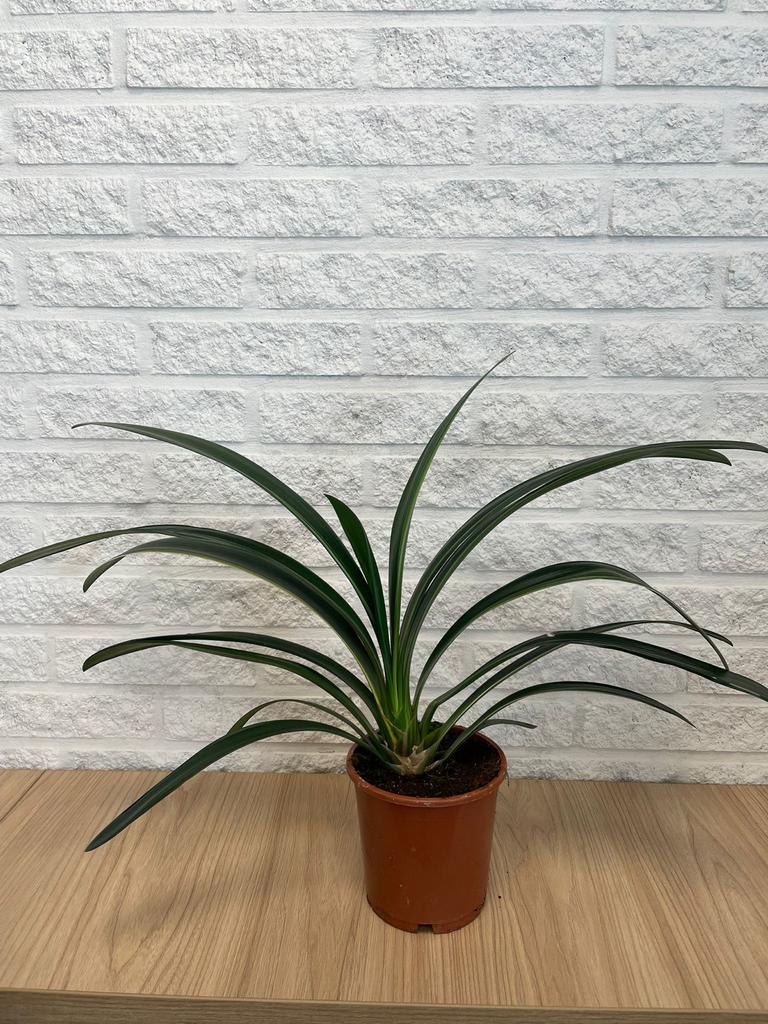 Bonte Clivia - Unieke Bladtekening & Oranje Bloemen, Huis en Inrichting, Kamerplanten, Overige soorten, In pot, Minder dan 100 cm