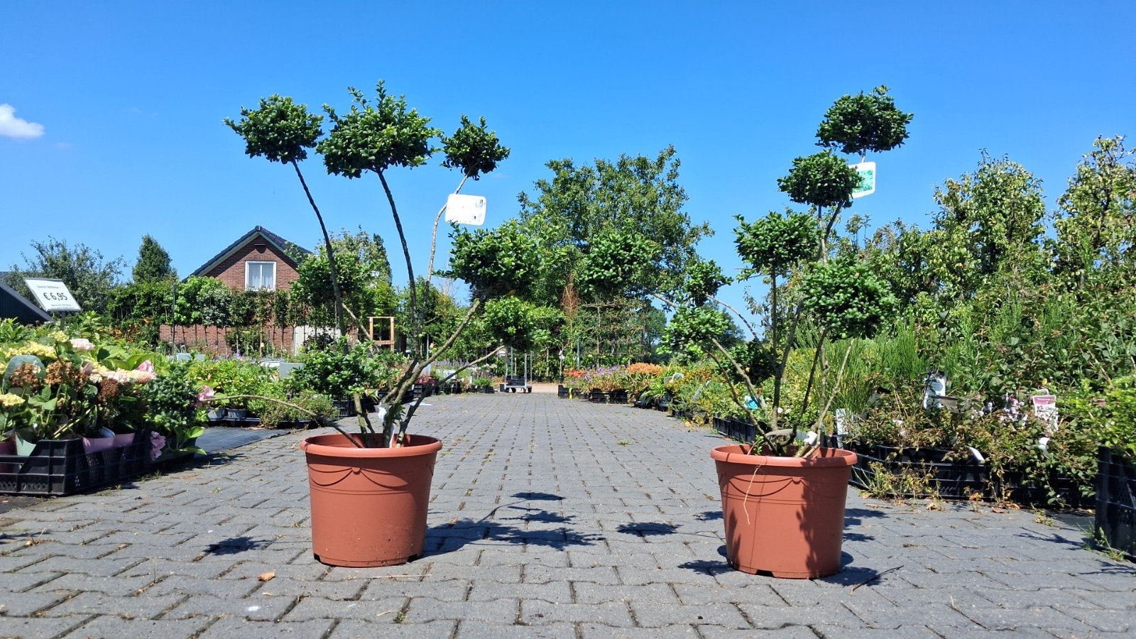 Ilex Pompom - Japanse Hulst in bolvorm, Overige soorten, Vaste plant, Ophalen of Verzenden, Bloeit niet