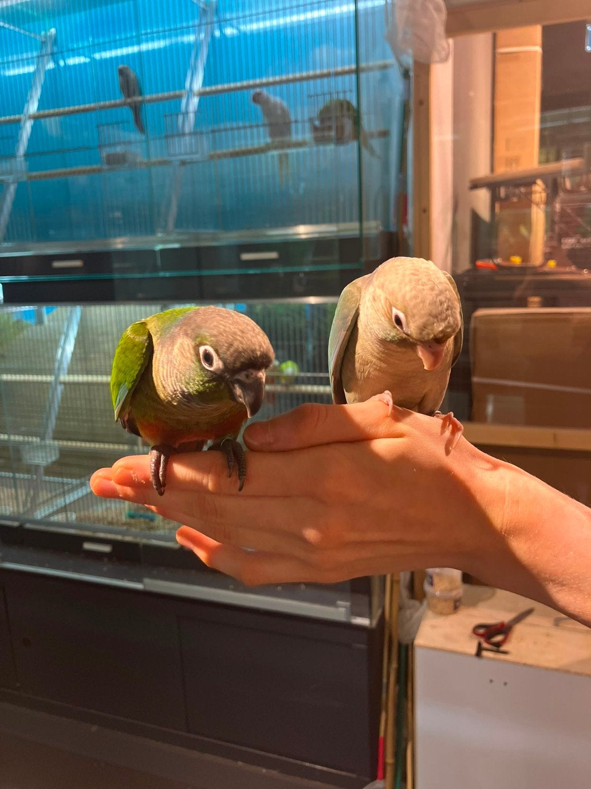 Tamme pyrrhuras in diverse kleuren., Dieren en Toebehoren, Vogels | Parkieten en Papegaaien, Meerdere dieren, Parkiet