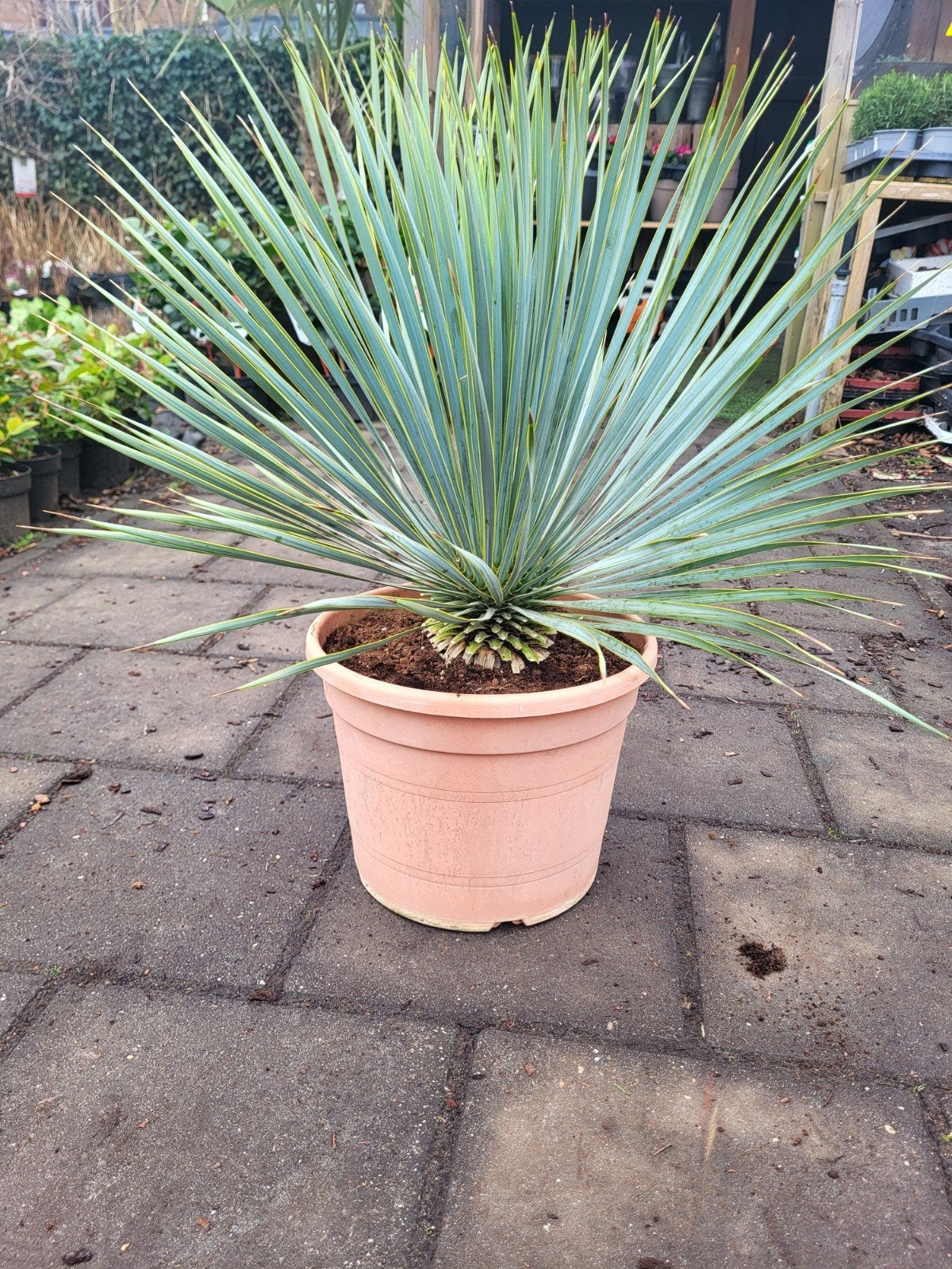 Yucca rostrata verkoop deze zondag 14 juni, Ophalen of Verzenden, Overige soorten, Volle zon